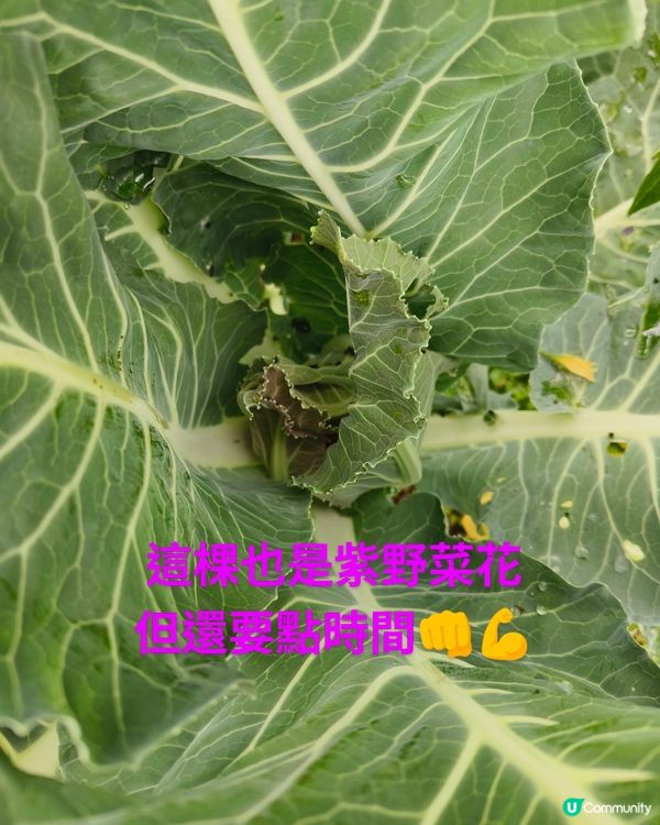 假日農夫三~~有收成啦！✌️🥰