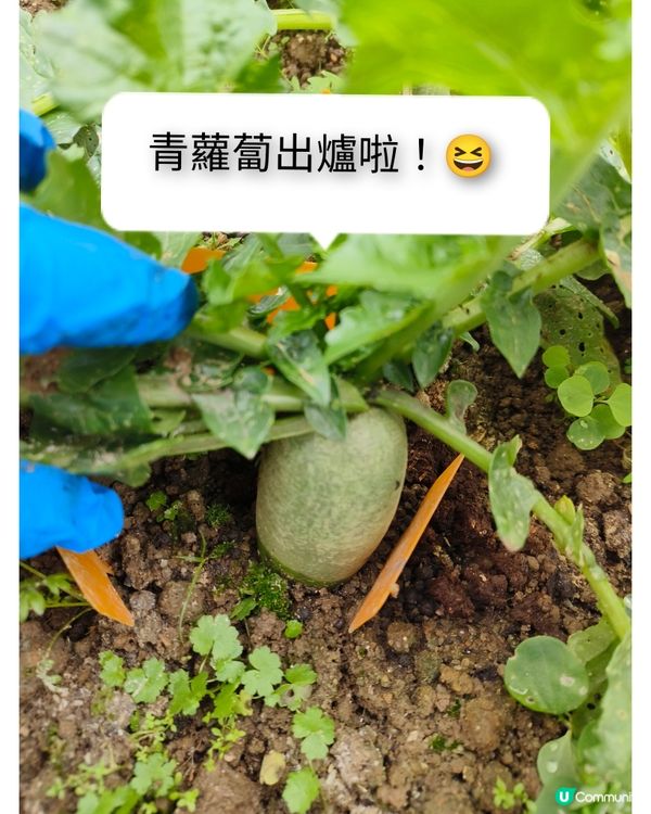 假日農夫三~~有收成啦！✌️🥰