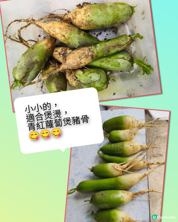 假日農夫三~~有收成啦！✌️🥰