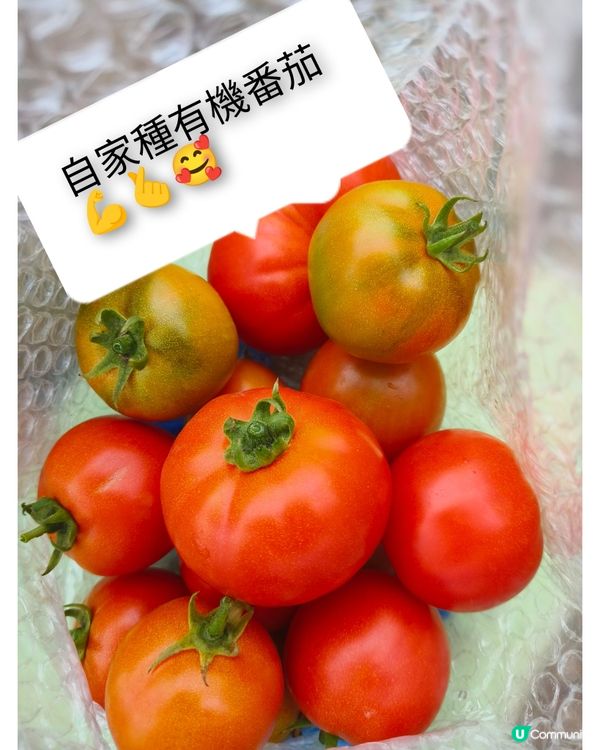 假日農夫三~~有收成啦！✌️🥰