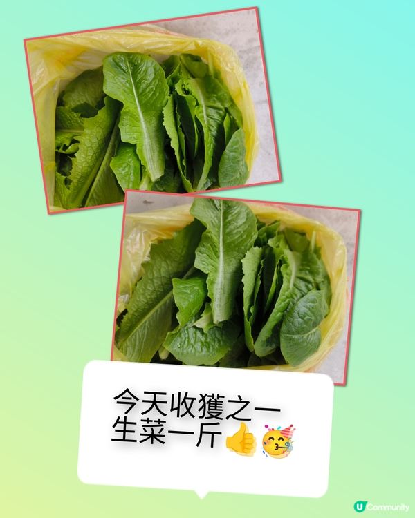 假日農夫三~~有收成啦！✌️🥰