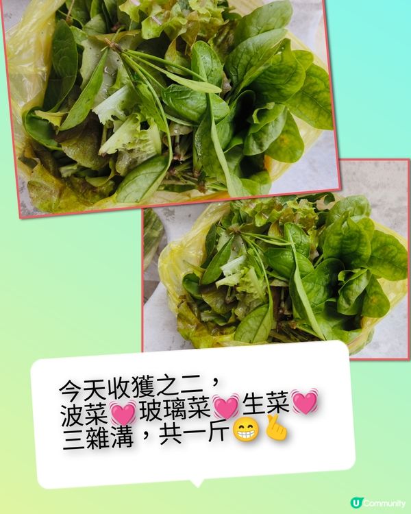 假日農夫三~~有收成啦！✌️🥰