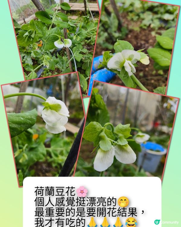 假日農夫三~~有收成啦！✌️🥰