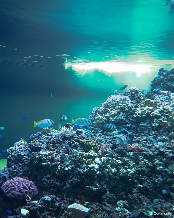 非一般 葛西臨海水族館 