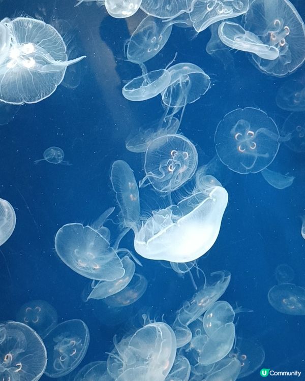 非一般 葛西臨海水族館 