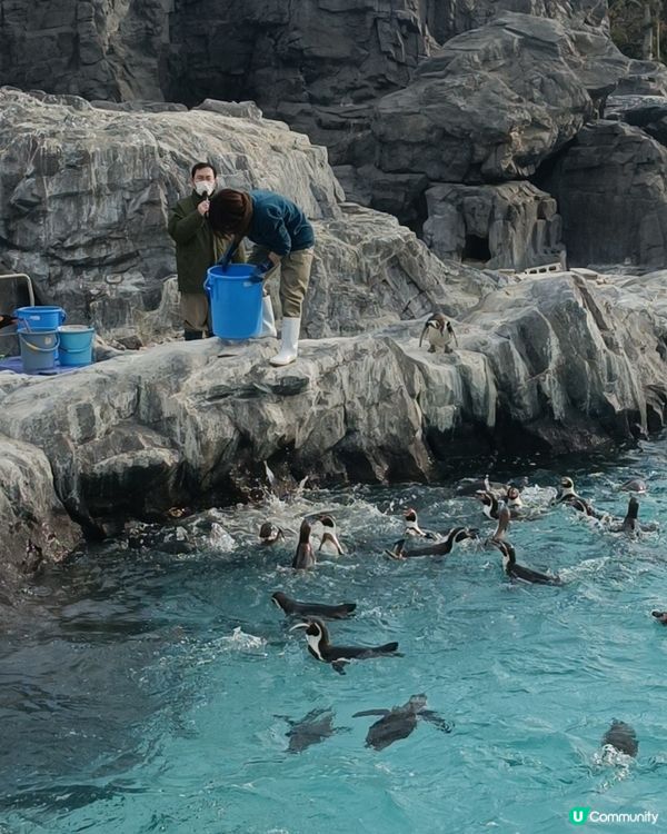 非一般 葛西臨海水族館 