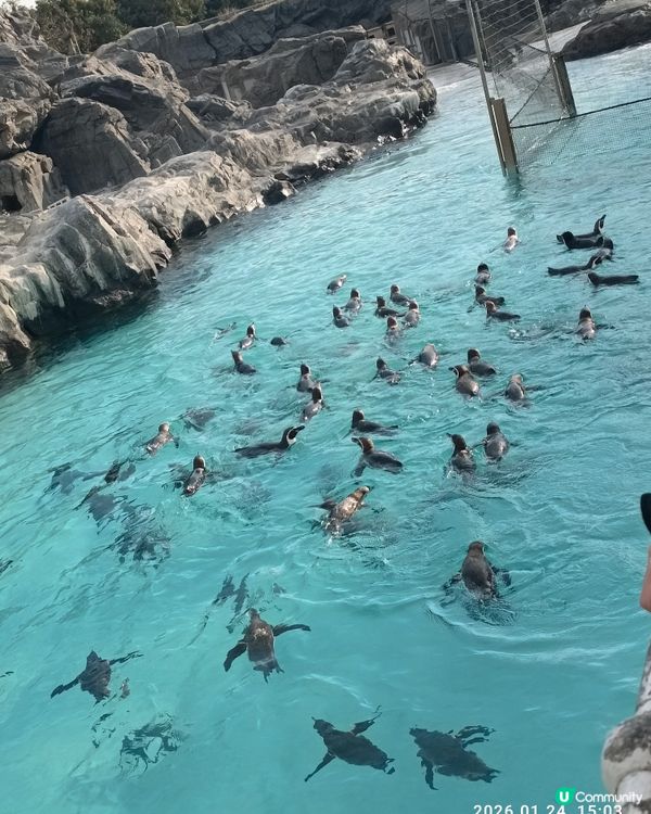 非一般 葛西臨海水族館 