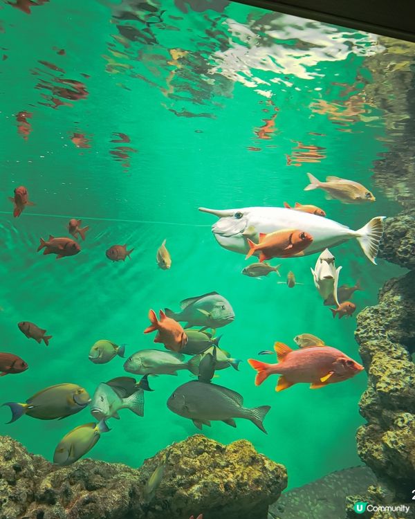 非一般 葛西臨海水族館 