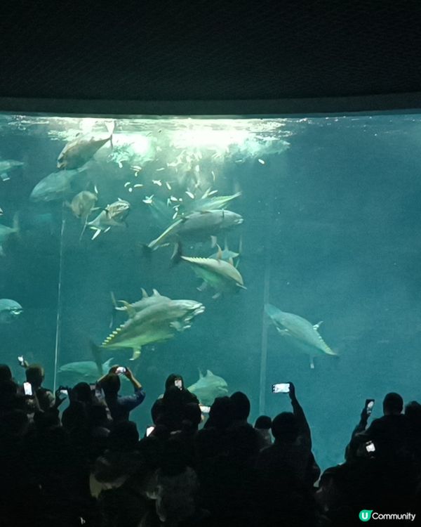 非一般 葛西臨海水族館 