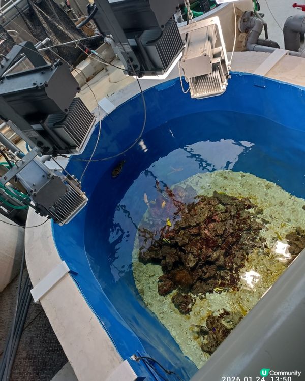 非一般 葛西臨海水族館 