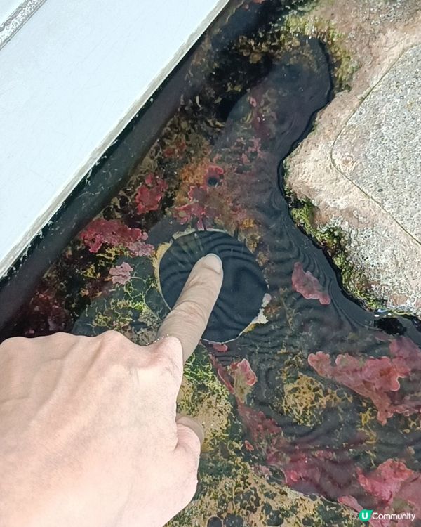 非一般 葛西臨海水族館 