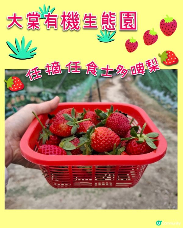 任摘任食士多啤梨🍓🍓體驗😊😄