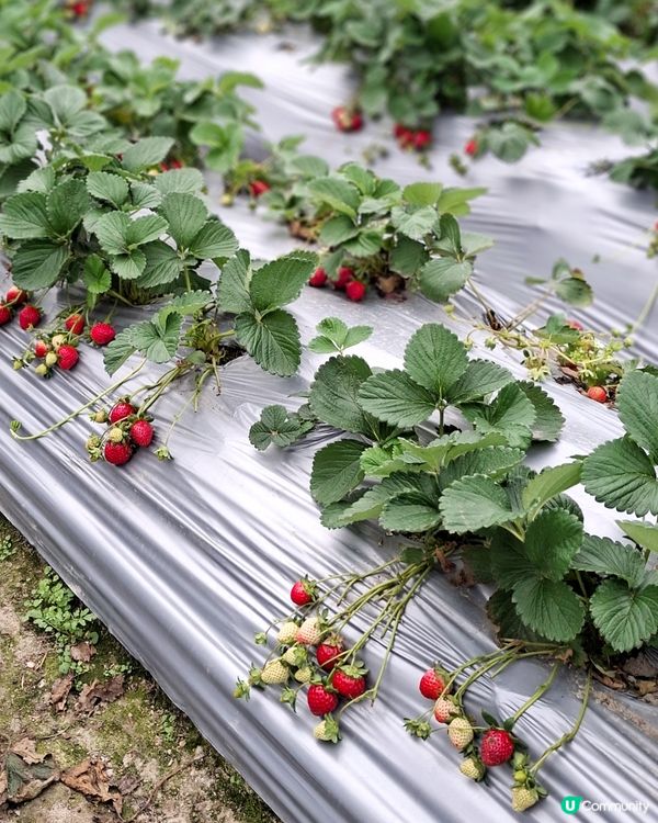 任摘任食士多啤梨🍓🍓體驗😊😄