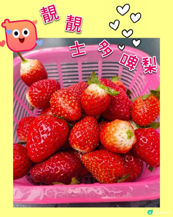 任摘任食士多啤梨🍓🍓體驗😊😄