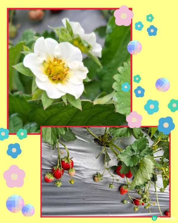 任摘任食士多啤梨🍓🍓體驗😊😄