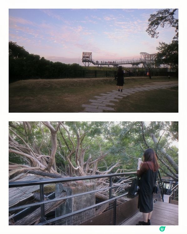 🌟 台南安平樹屋：古屋X榕樹共生的神秘秘境 🌳✨
