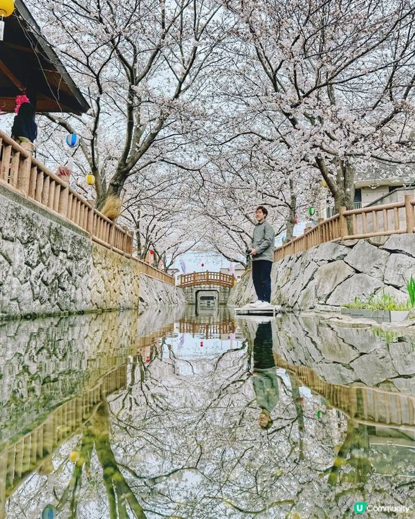 跟住Google Maps會走錯：當神鹿在井水遇上櫻花 🌸