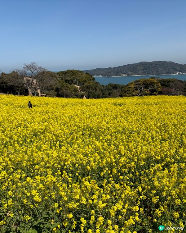 油菜花田 