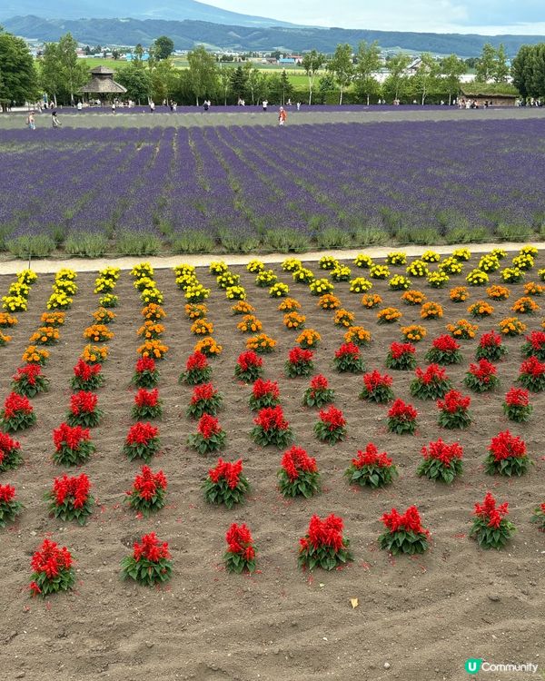 北海道美瑛花田