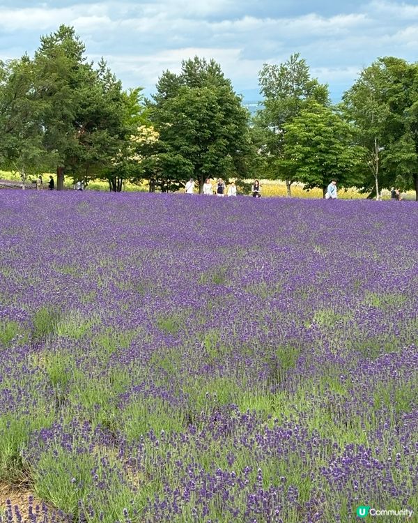北海道美瑛花田
