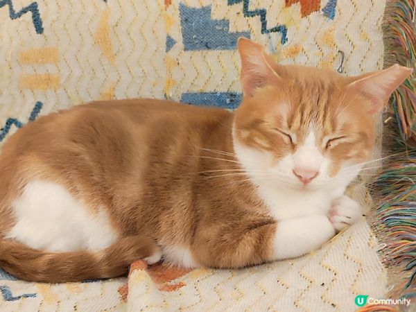 貓貓陪你挽瑜伽