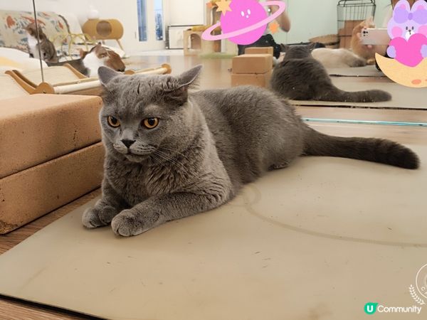 貓貓陪你挽瑜伽