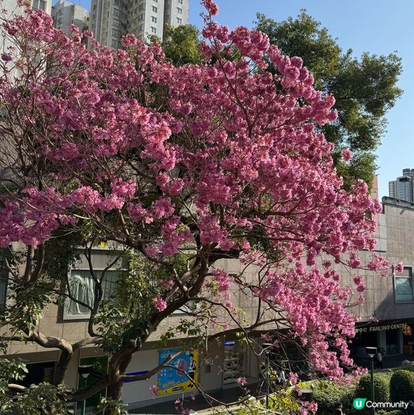 粉嶺火車站全新打卡熱點？