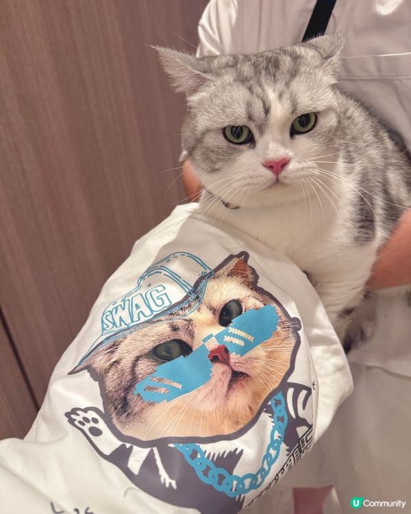 大頭寵物畫風📸🐱💖