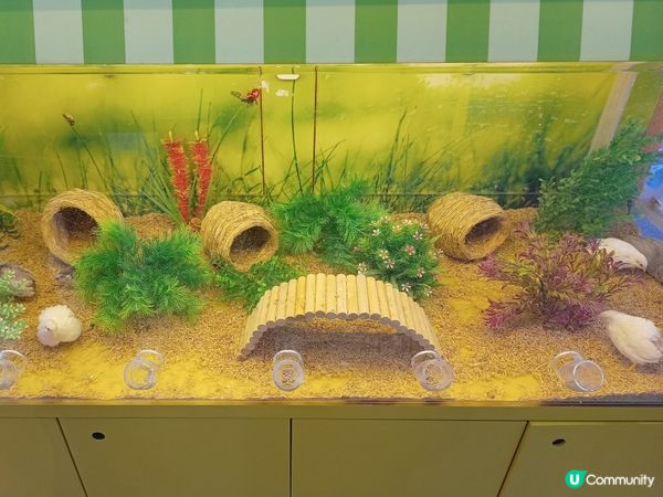 雞仔玩伏匿匿🐣🐥🐤