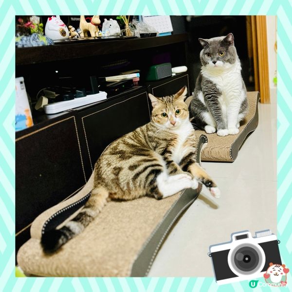 🐱：食飽飲足，諗吓有冇咩嘢可以破壞⋯⋯