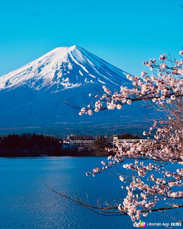 富士山櫻花之旅