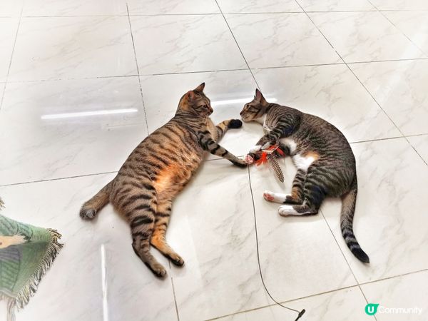 Mochi: 我地不如一齊諗樣玩謝剷屎官啦