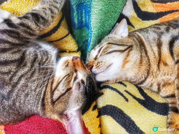 咁和諧嘅畫面真係好稀有