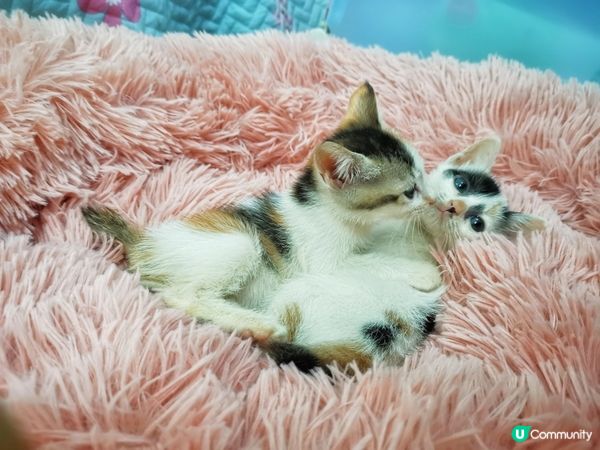 啜啖先啦 怕咩羞啫