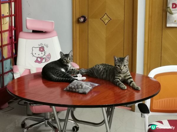 放包夏威夷果仁喺枱面引我地