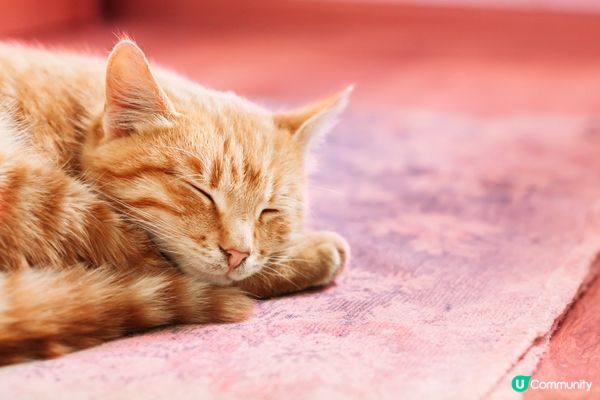 聽唔明你講嘢，但識得回應食飯時間嘅召喚。#主子lamlam脷