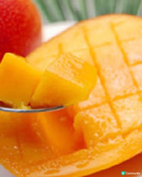 黃金芒果過新年