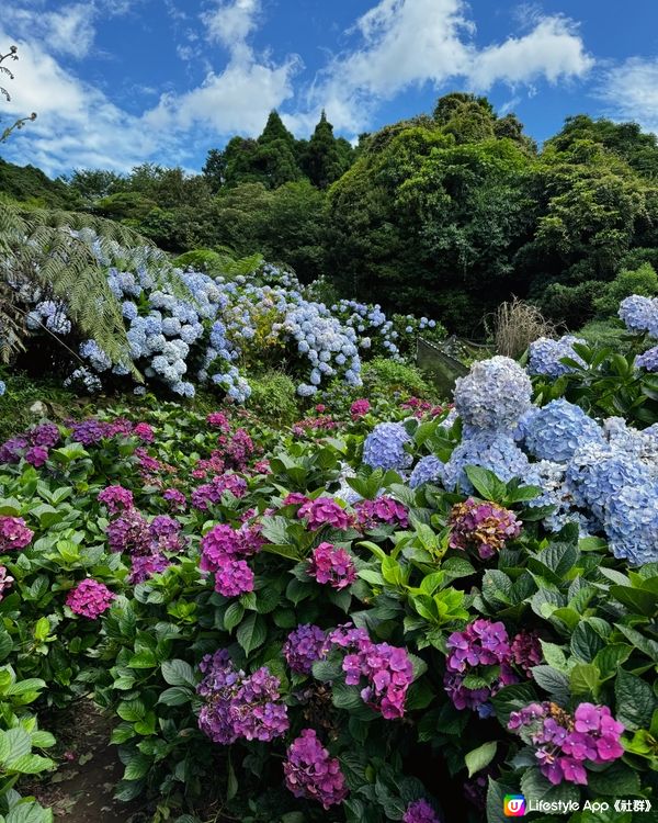 《台北》陽明山穿梭繡球花田中