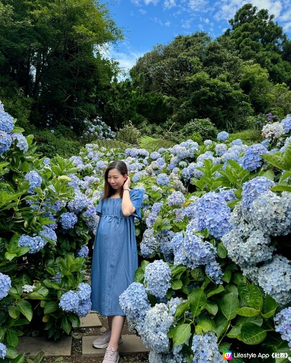 《台北》陽明山穿梭繡球花田中