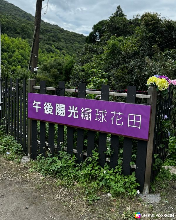 《台北》陽明山穿梭繡球花田中