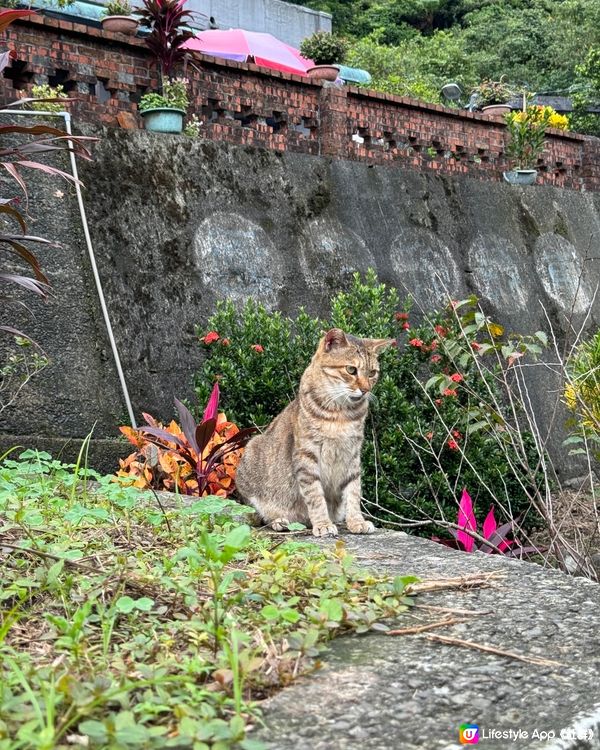 超值台北本地團$100，帶你一日遊走九份，十分和猴硐貓村