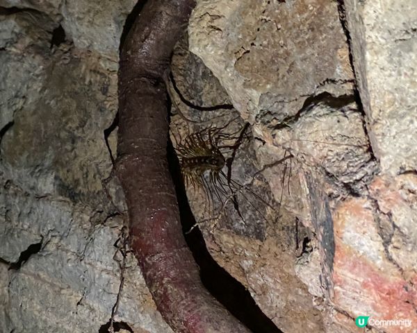 西高山一樹洞探險