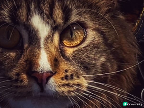 精根澳美魔女🤩🤩😆