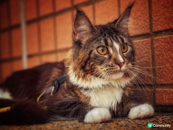 精根澳美魔女🤩🤩😆