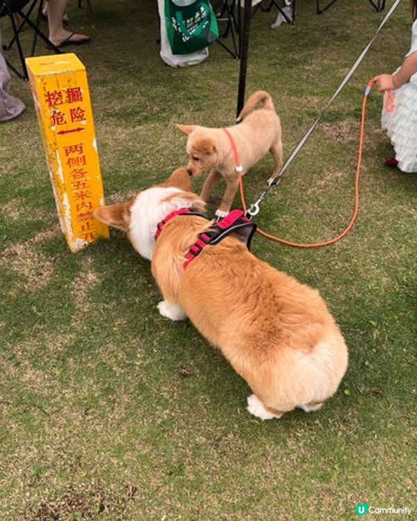 一家大細BBQ珠海橫琴花海長廊

珠海花海長廊！親子打卡勝地