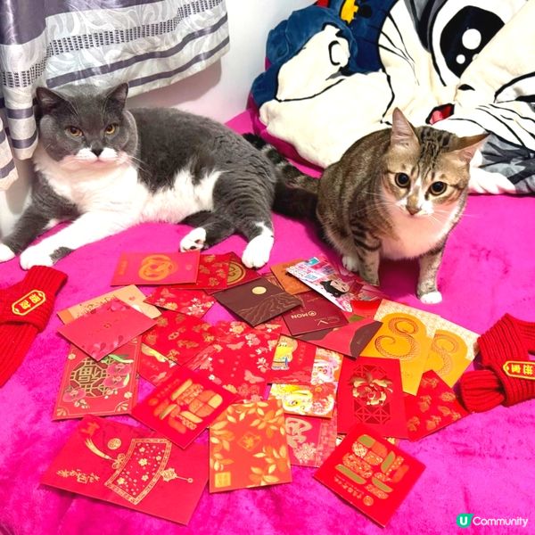 恭喜發財利事🧧逗來