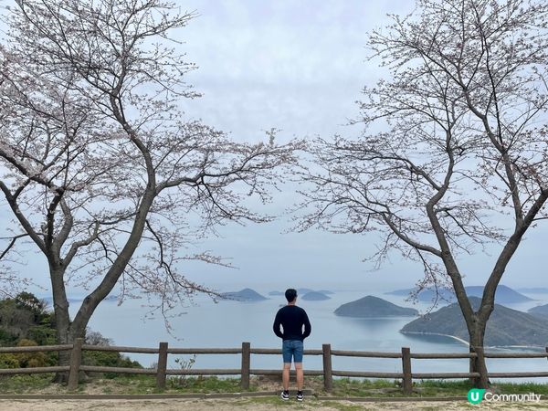 賞櫻🌸必去📍紫雲岀山