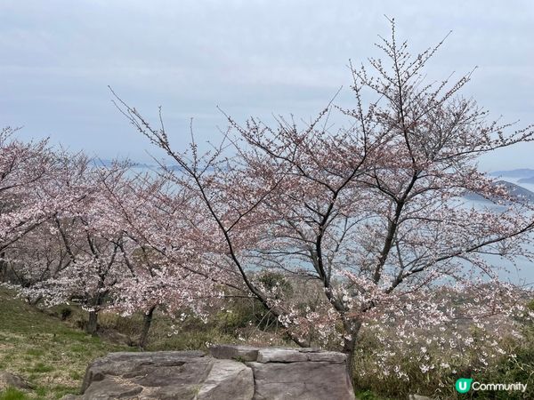 賞櫻🌸必去📍紫雲岀山