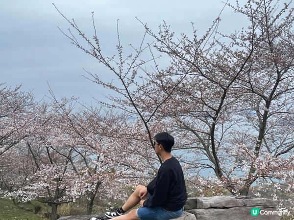 賞櫻🌸必去📍紫雲岀山