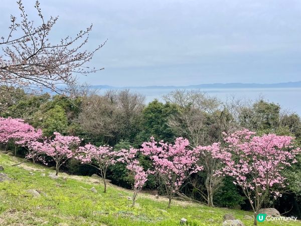 賞櫻🌸必去📍紫雲岀山